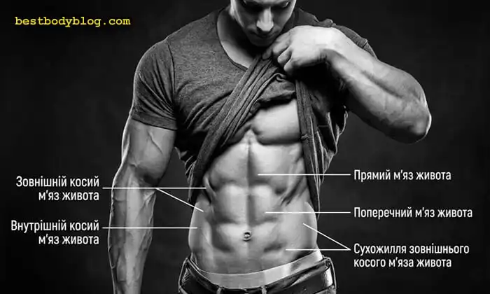 Анатомія м'язів живота: прямий, косі та поперечний м'язи преса