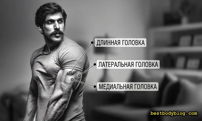 Строение трицепса: длинная, латеральная и медиальная головки трехглавой мышцы плеча.