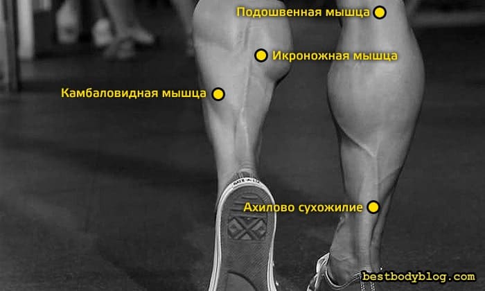 Анатомическая схема мышц голени: указаны икроножная, камбаловидная, подошвенная мышцы и ахиллово сухожилие для правильной прокачки ног