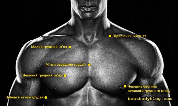 Анатомічний розбір грудних м'язів чоловіка з українськими підписами: великий, малий, підключичний та зубчасті м'язи, а також черевна частина великого грудного м'язу.