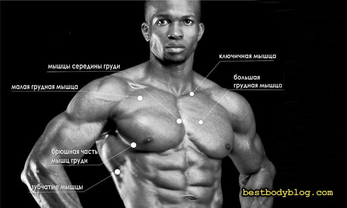 Побудова грудних м'язів