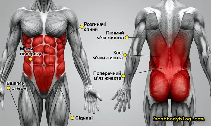 Анатомія м'язів кору