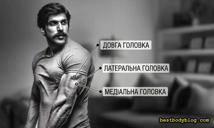 Будова трицепса: довга, латеральна і медіальна головки триголового м'яза плеча